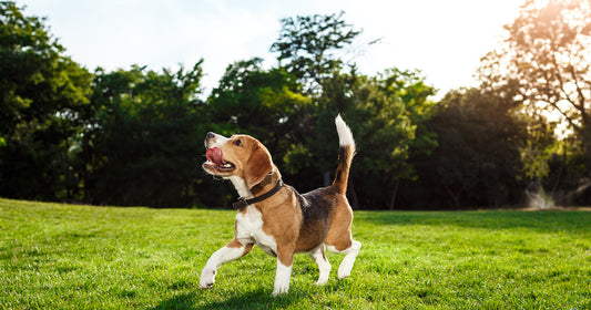 Summer Allergies - Calm Itchy Skin With A Free Dog Lotion Spray!